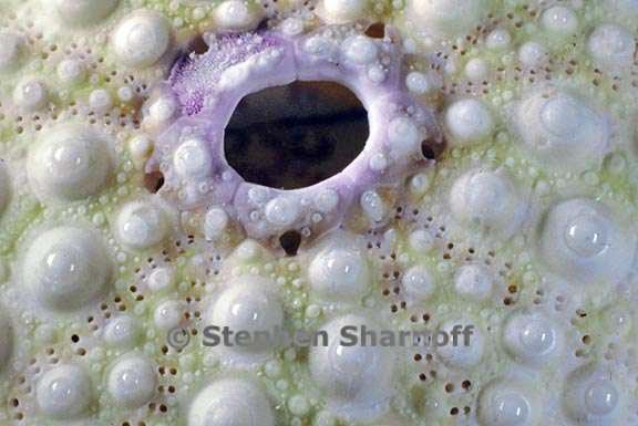 sea urchin hawaii graphic